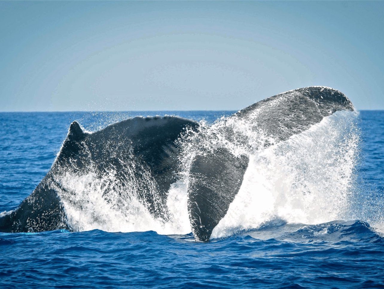 Whale Watching with Island Tour Centre